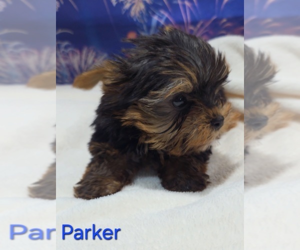 Medium Photo #2 Yorkshire Terrier Puppy For Sale in AZLE, TX, USA