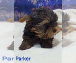 Small #1 Yorkshire Terrier