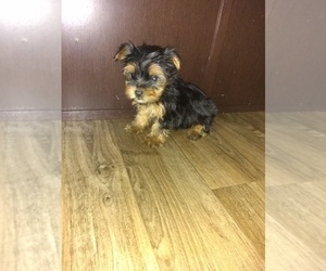 Yorkshire Terrier Puppy for sale in LAPEER, MI, USA