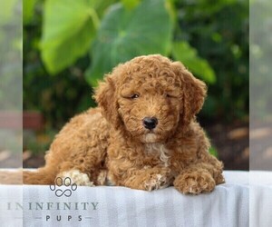 Goldendoodle (Miniature) Puppy for sale in LITITZ, PA, USA