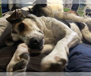 Bluetick Coonhound-Unknown Mix Dogs for adoption in Chatham, VA, USA