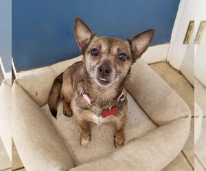 Chihuahua-Unknown Mix Dogs for adoption in Mount Laurel, NJ, USA