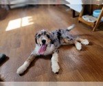 Small #5 Bernedoodle (Miniature)