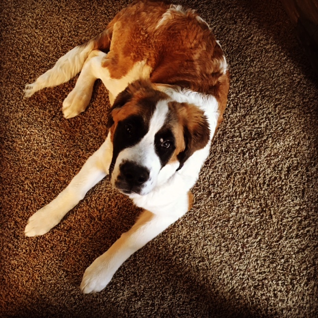 Medium Photo #1 Saint Bernard Puppy For Sale in HARCOURT, IA, USA