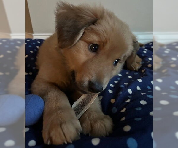 Medium Photo #11 Golden Retriever-Unknown Mix Puppy For Sale in Brooklyn Center, MN, USA