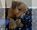 Small #10 Golden Retriever Mix