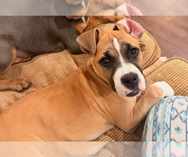 Medium Photo #6 Boxer Puppy For Sale in  Katy, TX, USA