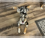 Puppy Lilac Australian Shepherd