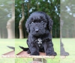 Small Photo #1 Aussiedoodle Puppy For Sale in LEXINGTON, AL, USA