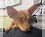 Small #12 Chihuahua