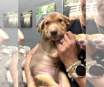 Small #1 Labrador Retriever Mix