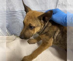 Mutt Dogs for adoption in Modesto, CA, USA