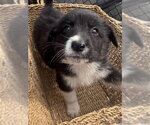 Small #1 Border Collie Mix
