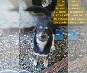 Mutt Dogs for adoption in Virginia Beach, VA, USA