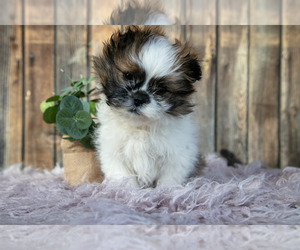 Medium Shih Tzu