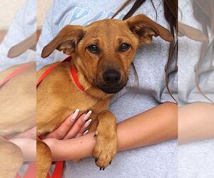 Dachshund-Unknown Mix Dogs for adoption in Carrollton, TX, USA