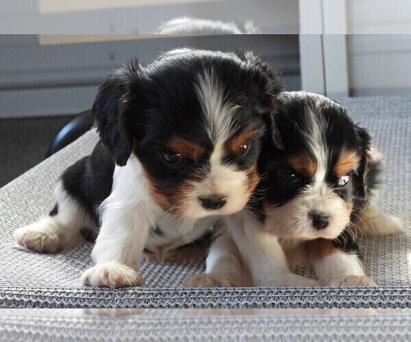 Medium Photo #3 Cavalier King Charles Spaniel Puppy For Sale in CARLISLE, KY, USA