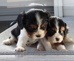 Small #2 Cavalier King Charles Spaniel