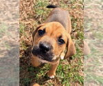 Small Photo #12 Labrottie Puppy For Sale in Brewster, NY, USA