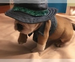 Small Photo #17 English Bulldog Puppy For Sale in STUART, FL, USA