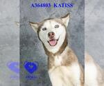 Small Photo #2 Siberian Husky Puppy For Sale in Stockton, CA, USA