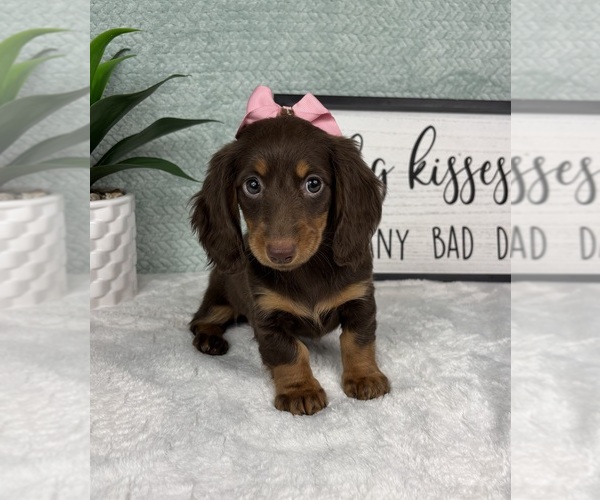 Medium Photo #3 Dachshund Puppy For Sale in FRANKLIN, IN, USA
