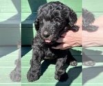 Puppy 1 Schnoodle (Giant)