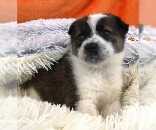 Medium Photo #1 Mutt Puppy For Sale in Thief River Falls, MN, USA