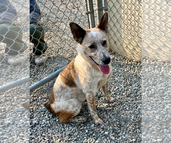 Medium Photo #1 Mutt Puppy For Sale in Emmett, ID, USA