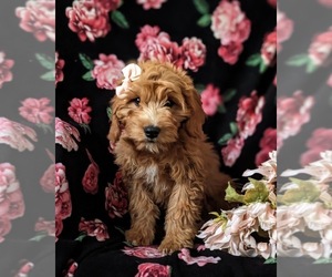 Goldendoodle (Miniature) Puppy for sale in OXFORD, PA, USA