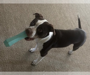 American Pit Bull Terrier Puppy for sale in CLEVELAND, OH, USA