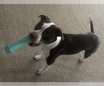 Small American Pit Bull Terrier