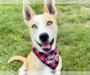 Siberian Husky-Unknown Mix Dogs for adoption in Pueblo, CO, USA