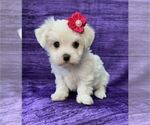 Small #10 Maltese