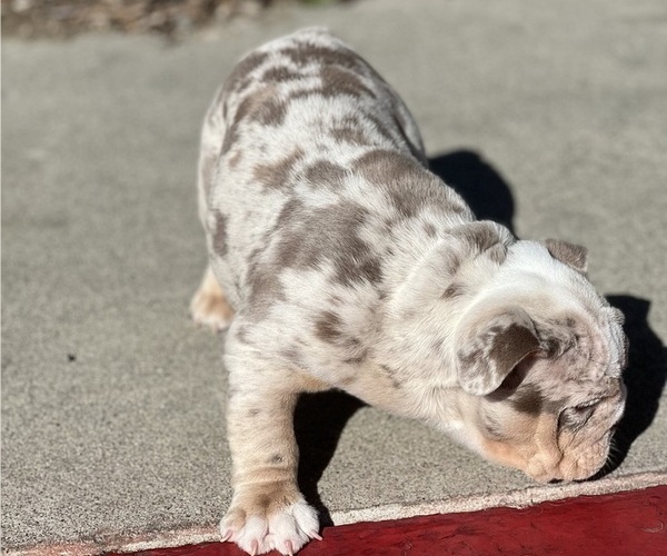 Medium Photo #3 Bulldog Puppy For Sale in ONTARIO, CA, USA