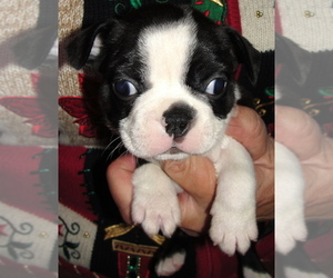 Boston Terrier Puppy for Sale in BEND, Oregon USA