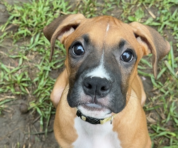 Medium Photo #20 Boxer Puppy For Sale in FONTANA, CA, USA