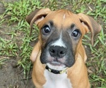 Small Photo #20 Boxer Puppy For Sale in FONTANA, CA, USA