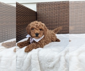 Goldendoodle (Miniature) Puppy for sale in ORLANDO, FL, USA