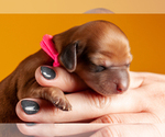 Small Photo #4 Dachshund Puppy For Sale in CROWLEY, TX, USA