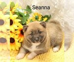 Puppy Seanna Shiba Inu