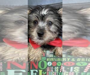 Yorkshire Terrier Puppy for sale in GREENWOOD, IN, USA