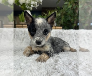 Australian Cattle Dog Puppy for sale in GREENFIELD, IN, USA