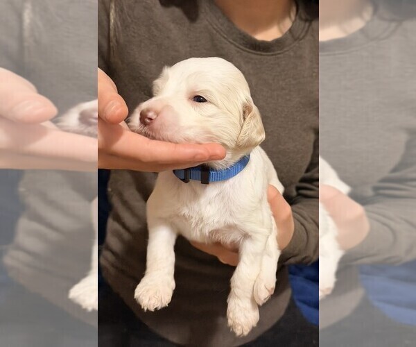 Medium Photo #1 Goldendoodle Puppy For Sale in MOORESVILLE, NC, USA