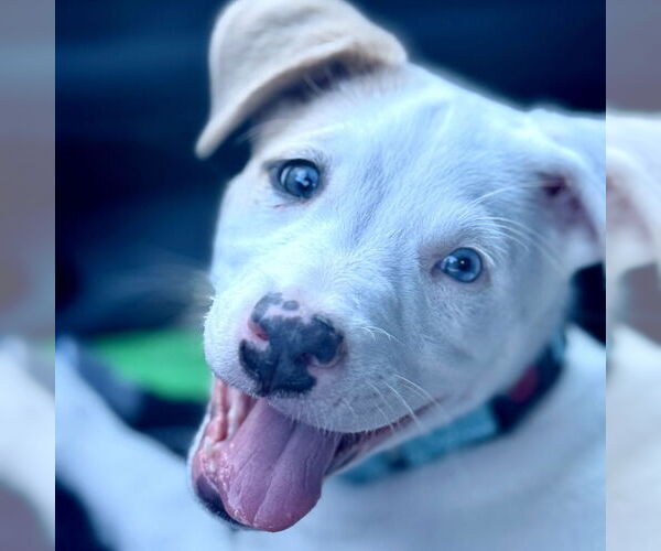 Medium Photo #1 Aussiedor Puppy For Sale in San Juan Capistrano, CA, USA