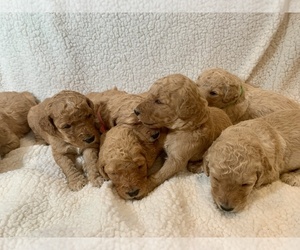 Goldendoodle Puppy for sale in MANDAN, ND, USA