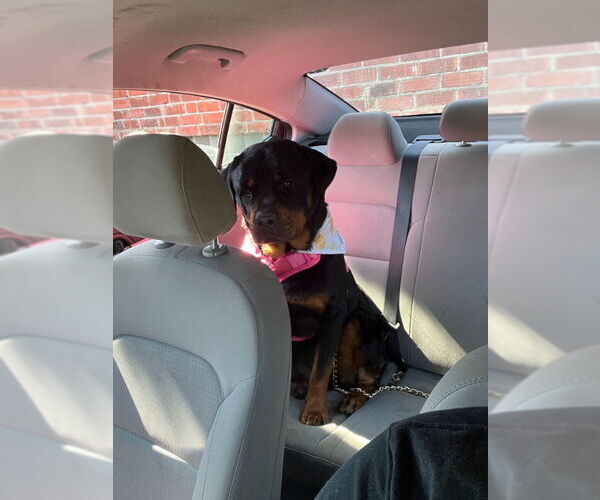Medium Photo #2 Rottweiler Puppy For Sale in San Diego, CA, USA