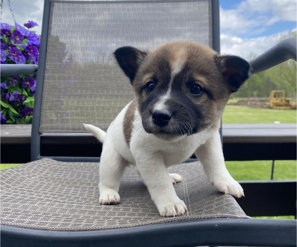 Medium Photo #5 Alaskan Husky-Border Collie Mix Puppy For Sale in RICHMOND, MI, USA