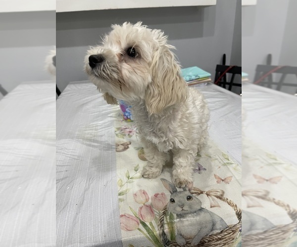 Medium Photo #10 Maltipoo (Miniature) Puppy For Sale in PALMDALE, CA, USA