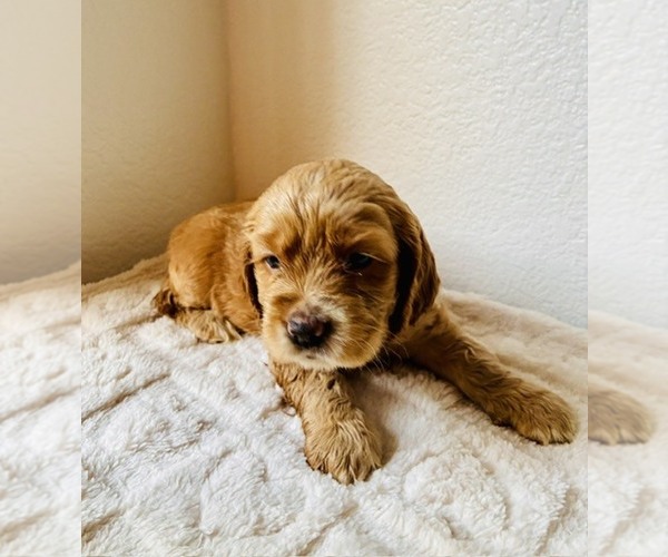 Medium Photo #3 Cocker Spaniel Puppy For Sale in IRVINE, CA, USA